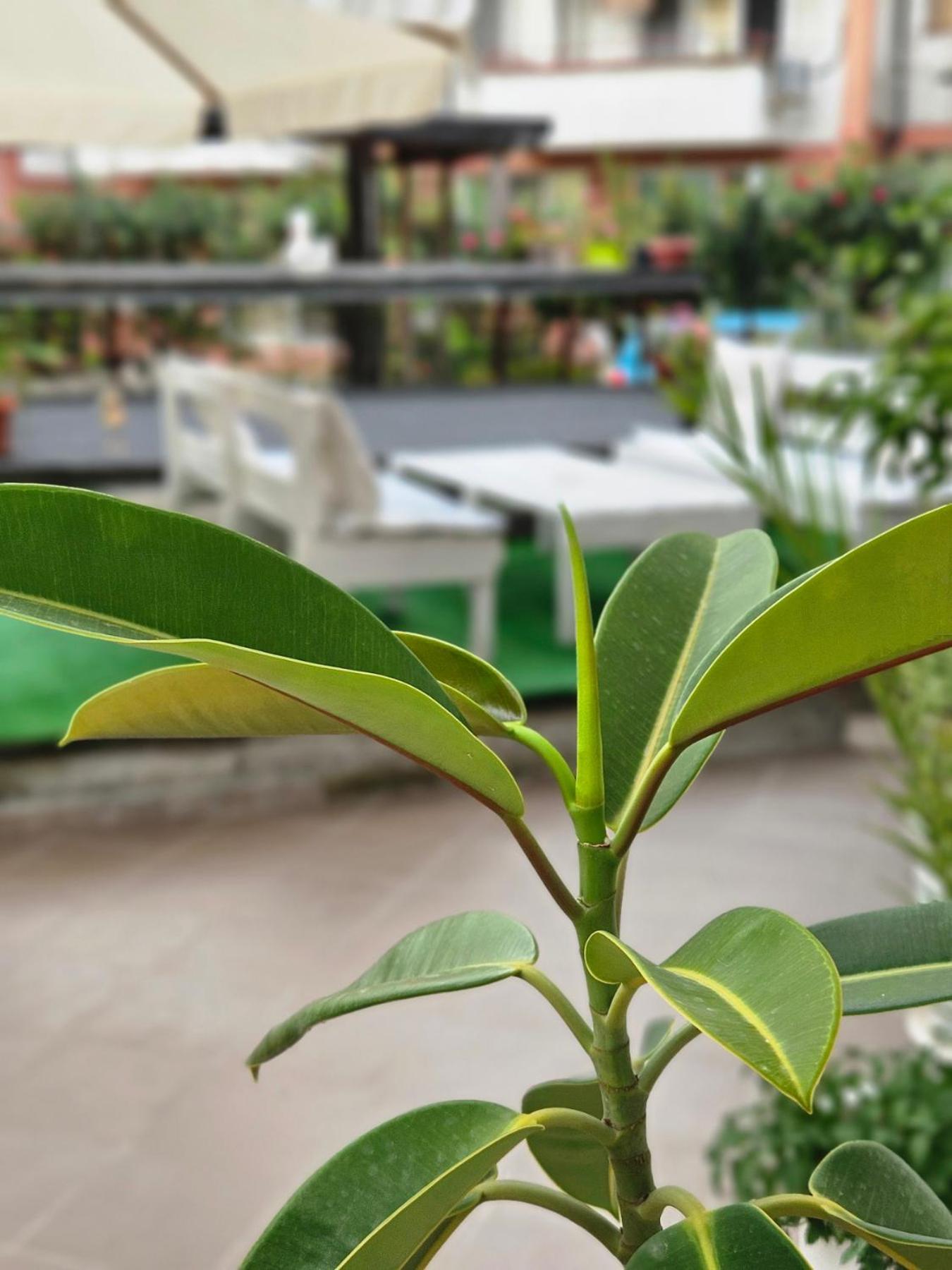 רבדה Guest House Petrovi מראה חיצוני תמונה
